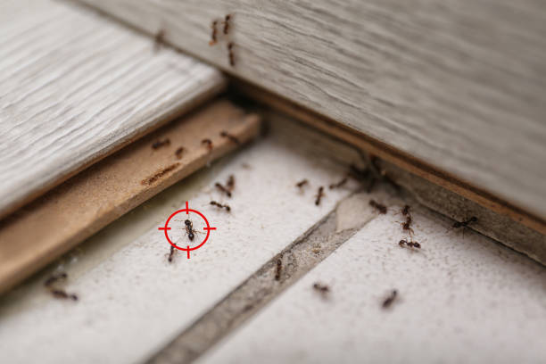 Best Pest Prevention Services  in Christiansburg, VA