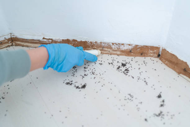 Best Rat Extermination Near Me  in Christiansburg, VA